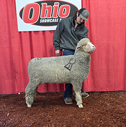National Champion Ewe 